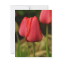 Springtime Tulips invitations