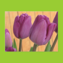Springtime Tulips Postcard postcards