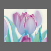 Springtime Tulips postcards