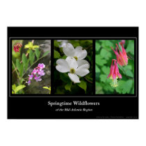 Springtime Wildflowers Print