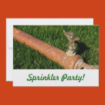 field, grass, sprinkler, summer, yard, irrigation,