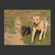 Sprint Fun Labrador and Dachhund Postcard postcards