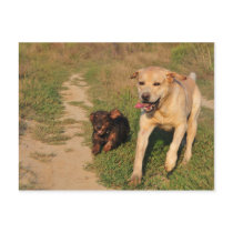 Sprint Fun Labrador and Dachhund Postcard