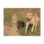 Sprint Fun Labrador and Dachhund Postcard