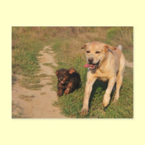Sprint Fun Labrador and Dachhund Postcard