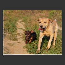 Sprint Fun Labrador and Dachhund Postcard postcards