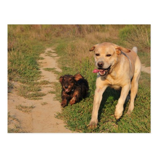 Sprint Fun Labrador and Dachhund Postcard