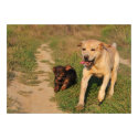 Sprint - Labrador and Dachshund Poster