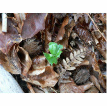 Sprout Amoungst Dead Leaves photo sculptures