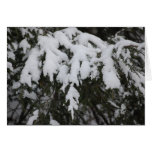 Spruce Greeting Card