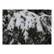 Spruce Greeting Card