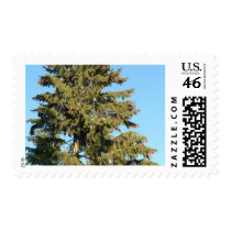 Spruce Tree postage by lifesphere Spruce Tree postage