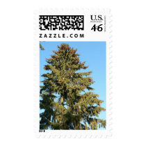 Spruce Tree postage by lifesphere Spruce Tree postage