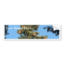 Spruce Tree Top With Cones Bumper Stickers