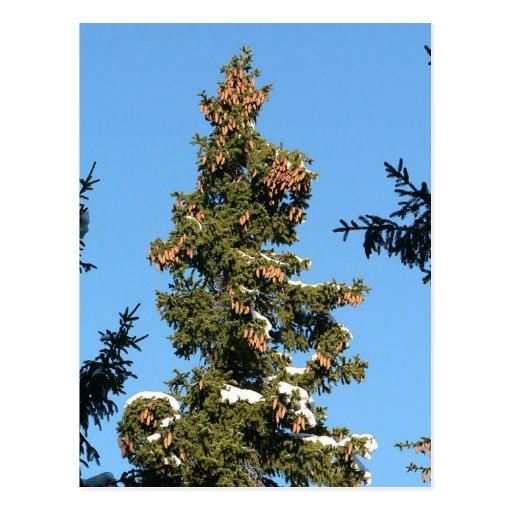 Spruce Tree Top With Cones Post Card