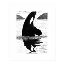 Spy-Hopping Killer Whale, Pen and Ink posters