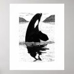 Spy-Hopping Killer Whale, Pen and Ink Print