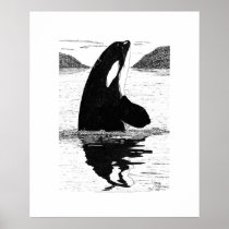 Spy-Hopping Killer Whale, Pen and Ink Print