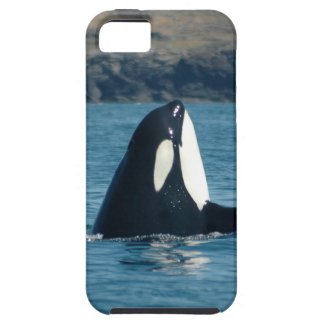 Spyhopping Orca iPhone Case