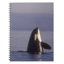 Spyhopping Orca Killer Whale (Orca orcinus) near Notebooks