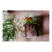 Spying Lovebird posters