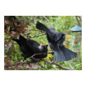 Squabbling Jackdaws Poster posters