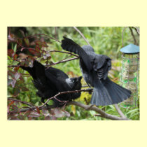 Squabbling Jackdaws Poster posters