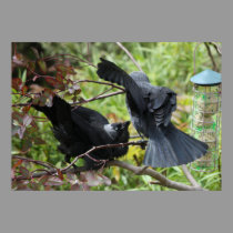 Squabbling Jackdaws Poster posters