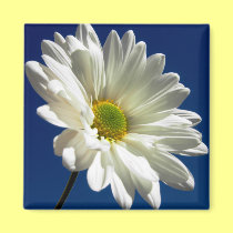 Square Daisy Magnet magnets