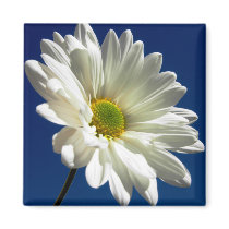 Square Daisy Magnet by WanderLinArts Square Daisy Magnet