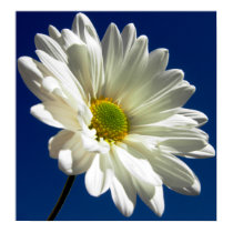 Square Daisy Poster posters