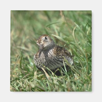 Square Magnet: Dunlin