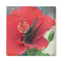 Square magnet with Butterfly on red flower by coolpuppies Square magnet with Butterfly on red flower