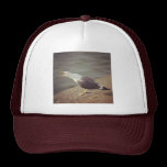 Square Photo - Squawking Seagull hats