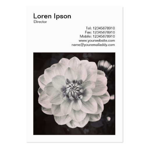 Square Photo (v3) - Chrysanthemum Business Card (back side)