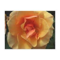 Square Rose Blossom Notes Card postcards