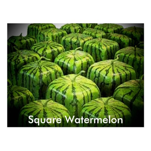 [Image: square_watermelon_post_cards-rf5bb3bfe9a...vr_512.jpg]