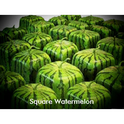 Square Watermelon postcard