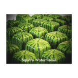 Square Watermelon Post Cards