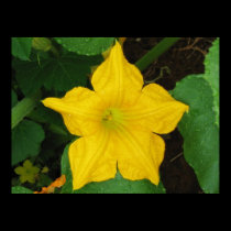 Squash Bloom posters
