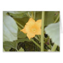 Squash Blossom card by serenity_ii Squash Blossom card