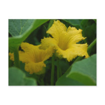 Squash Blossom Postcard postcards