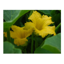 Squash Blossom Postcard postcards
