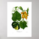 Squash Poster