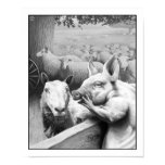 Squealer Poster