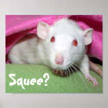 Squee? poster
