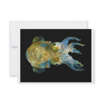 Squid Bobtail Dumpling Stubby Sepiola Atlantica Announcement