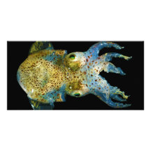 Squid Bobtail Dumpling Stubby Sepiola Atlantica Photo Card