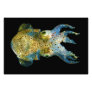 Squid Bobtail Dumpling Stubby Sepiola Atlantica Art Photo