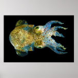 Squid Bobtail Dumpling Stubby Sepiola Atlantica Print